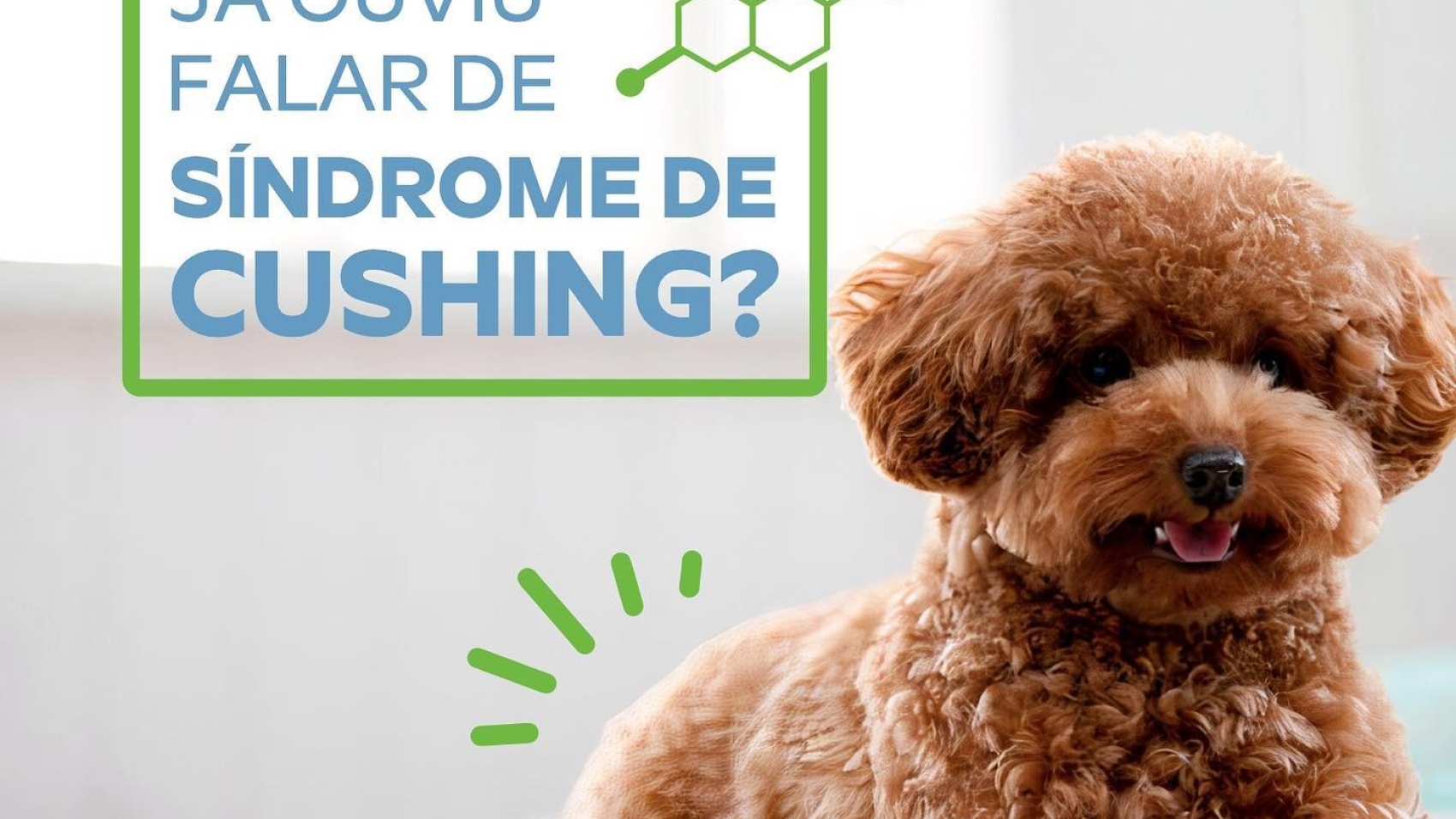Síndrome de Cushing Canina